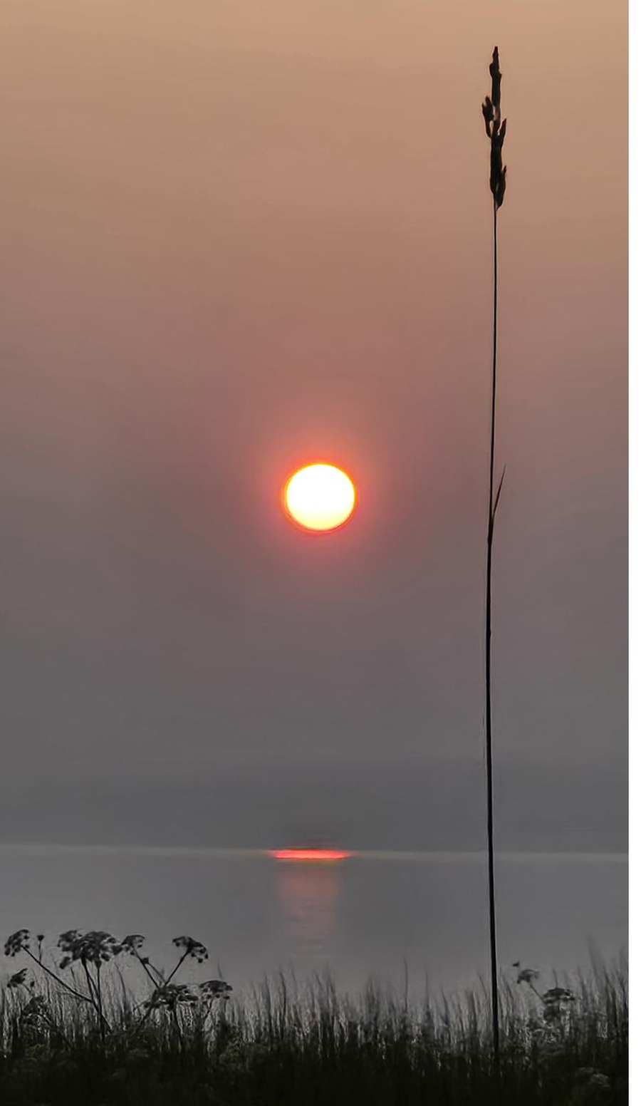 A single tall grass stem standing in silhouette against a red sunset