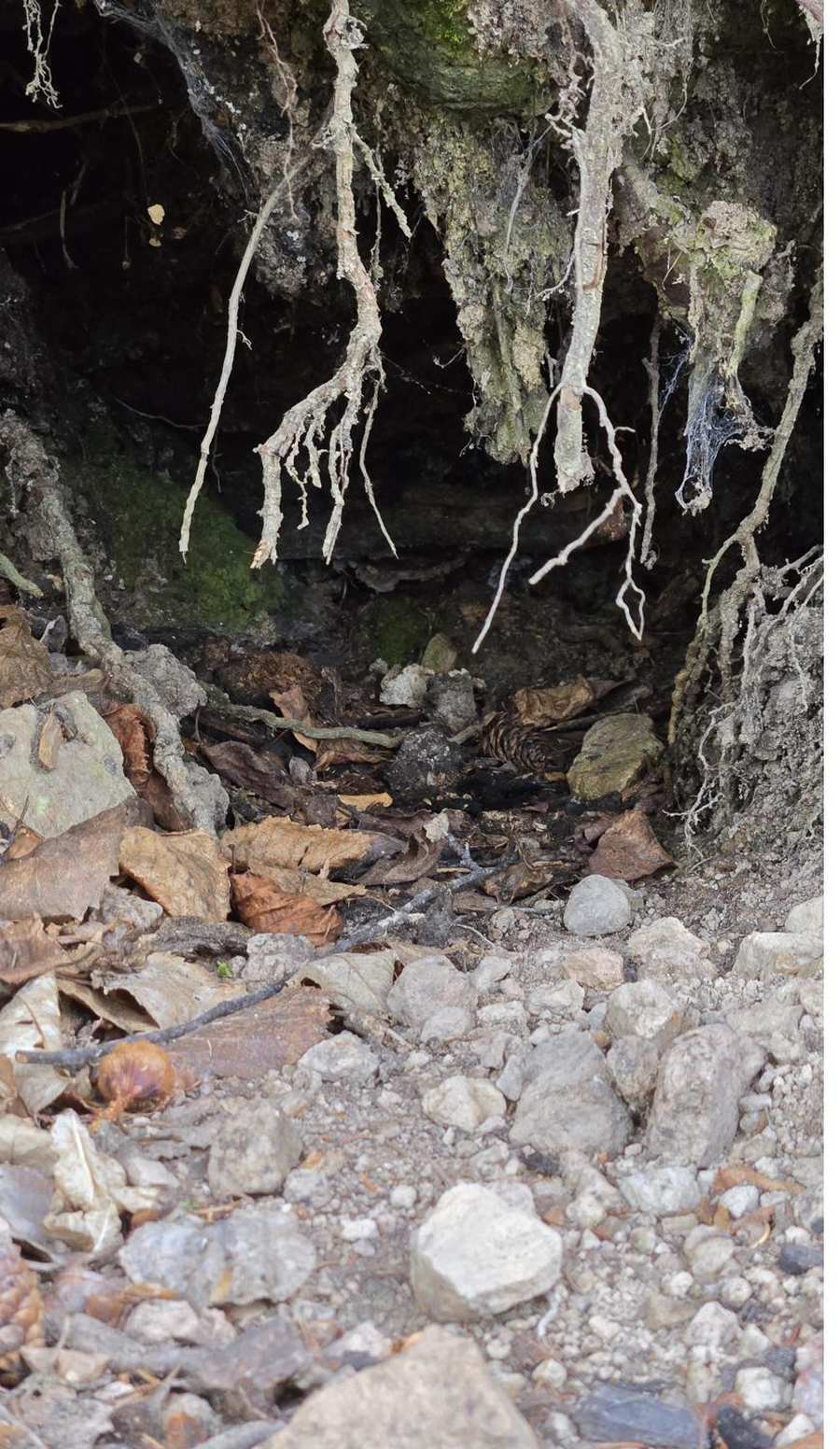 Pale roots hanging into a dark hollow beneath a rock