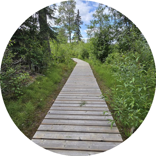 Wooden boardwalk trail leading toward open sky