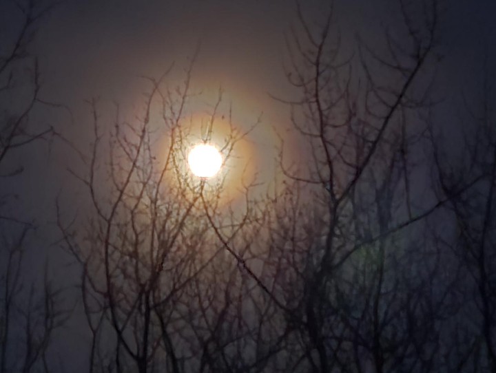 Moon glowing behind bare winter branches