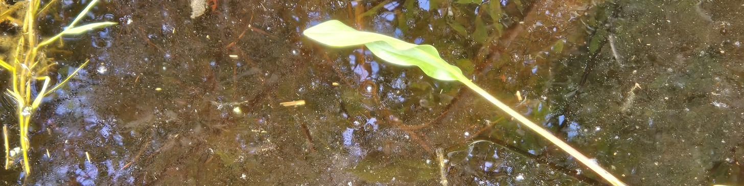 Close-up of still water with a floating leaf