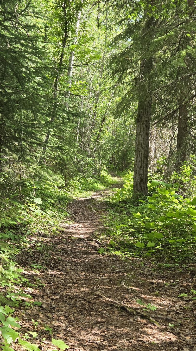 Green forested boardwalk path opening toward light