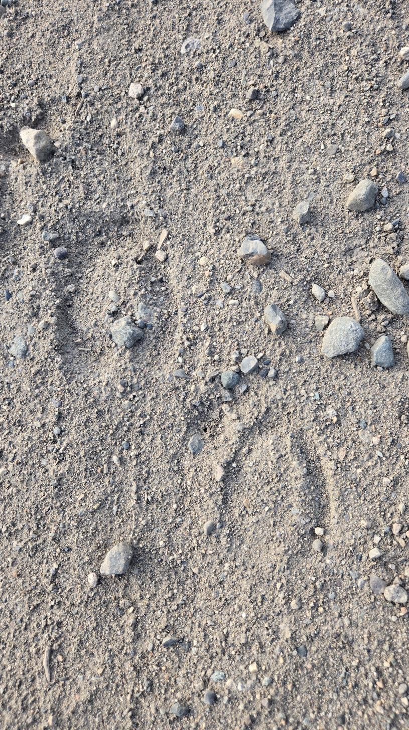 Two animal tracks in gravel and dirt