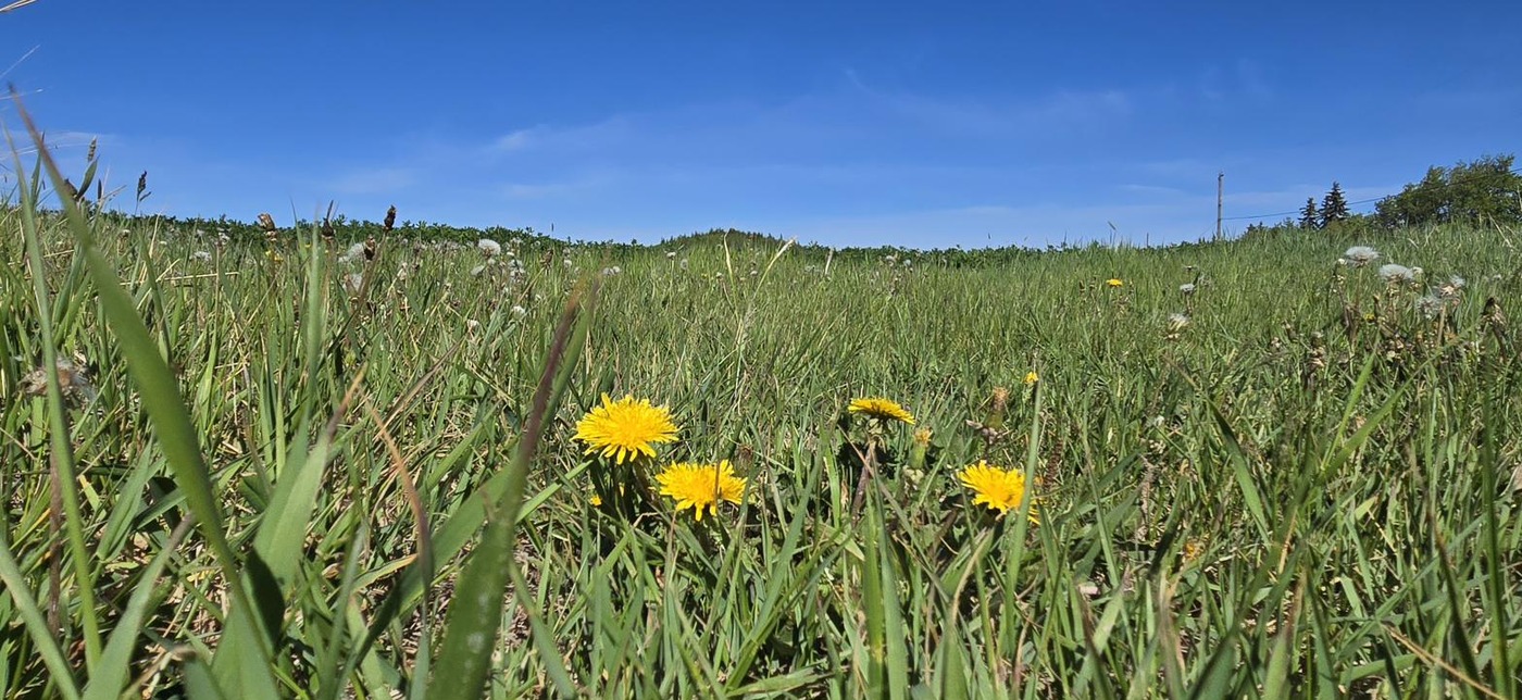 Yellow dandelions in a summer grass field under blue sky