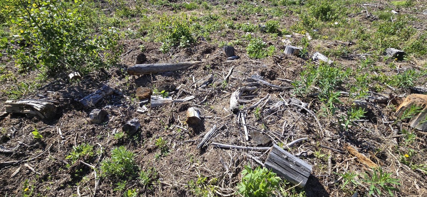 Scattered debris and cut wood in a laid-waste forest clearing