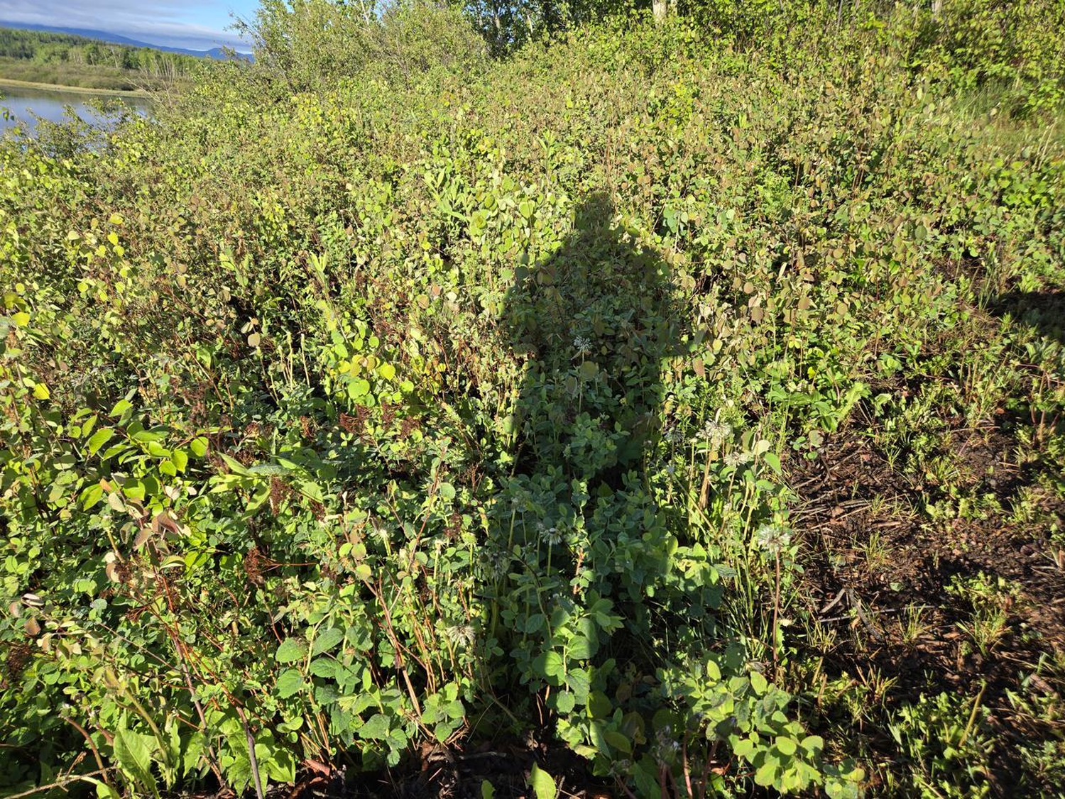 A person's shadow cast among tall summer greenery