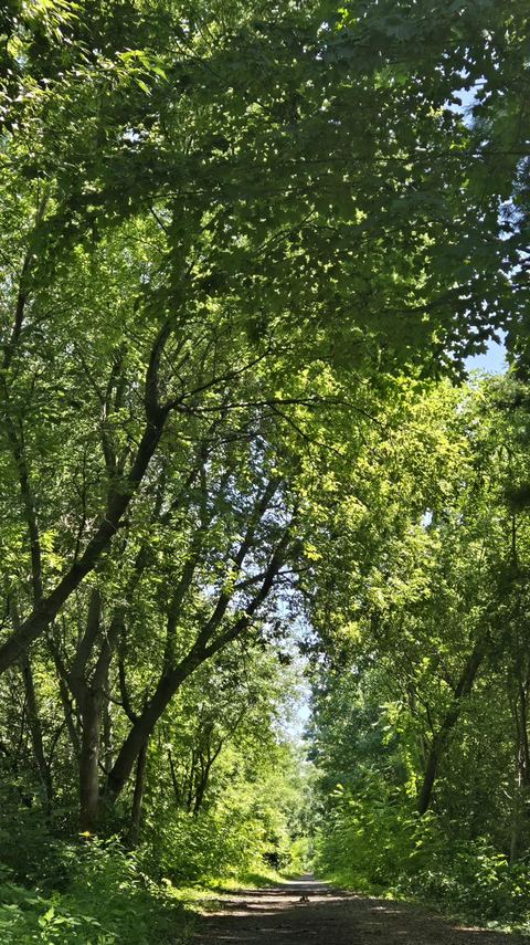 A sunlit trail arched over by a green leaf canopy