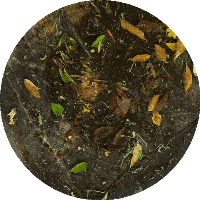 A dark, leaf-filled well of water — the well of grief