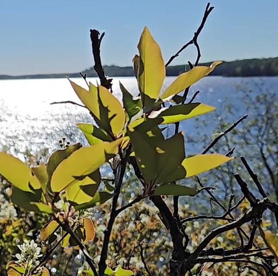 A sunlit branch of yellow-green leaves against a sparkling lake