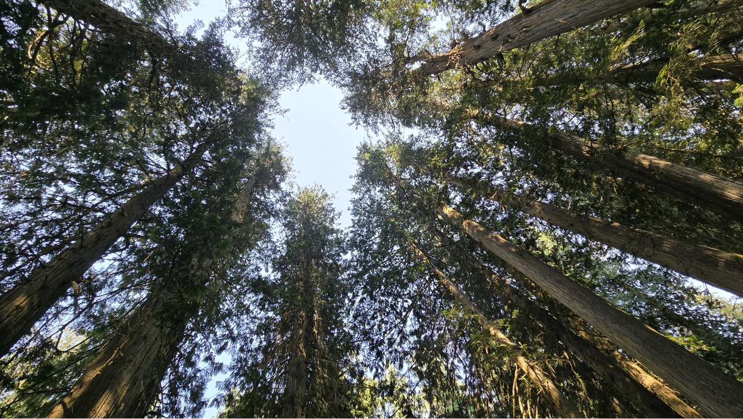 Looking straight up through a circle of tall trees to open sky