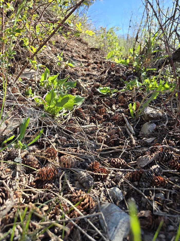 Forest floor with pine cones, fresh green leaves emerging from earth