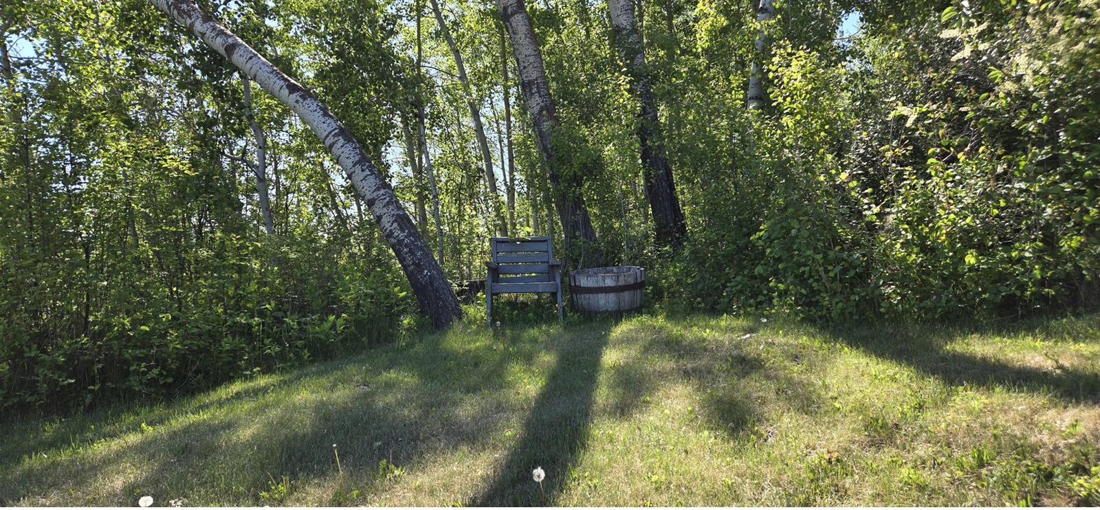 A single chair in a sunlit birch grove, long shadows on grass