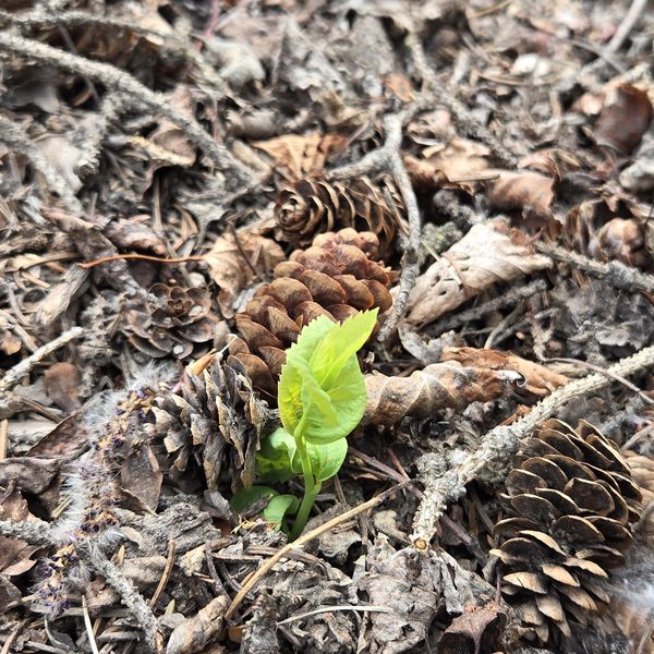 A tiny green shoot pushing up through fallen pine cones and forest debris