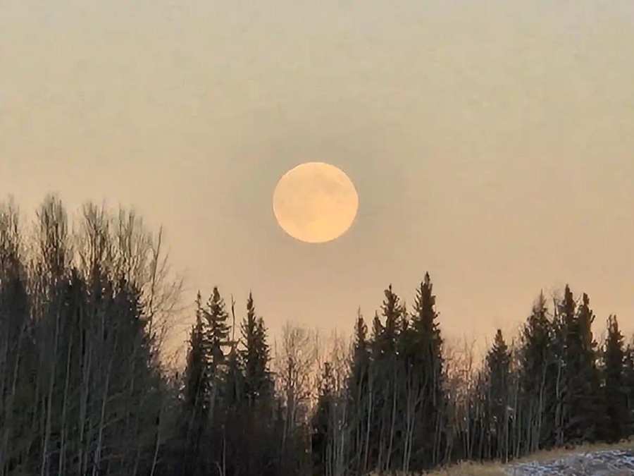 Full moon rising over winter trees