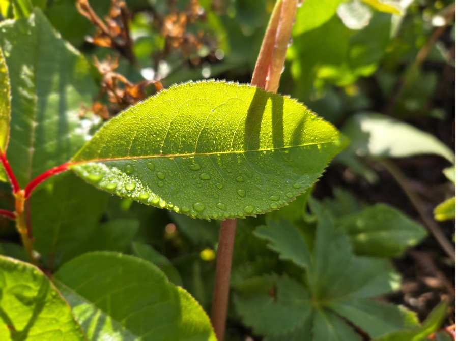Single leaf lit from within, water droplets, morning light