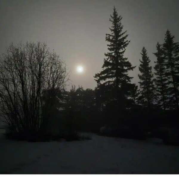 Winter night, diffuse light through trees