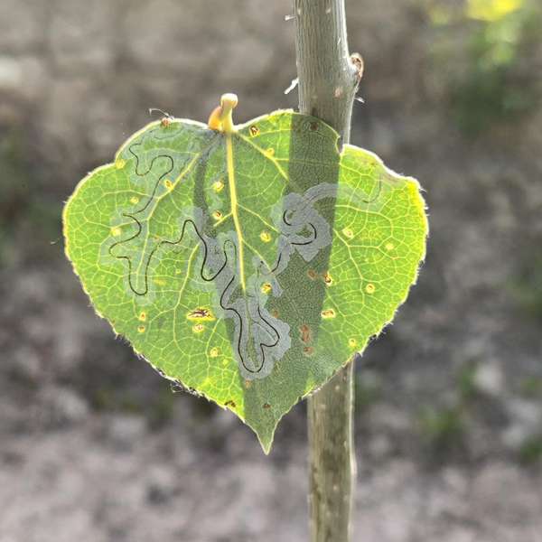 Leaf-miner trails — damage written beneath the surface