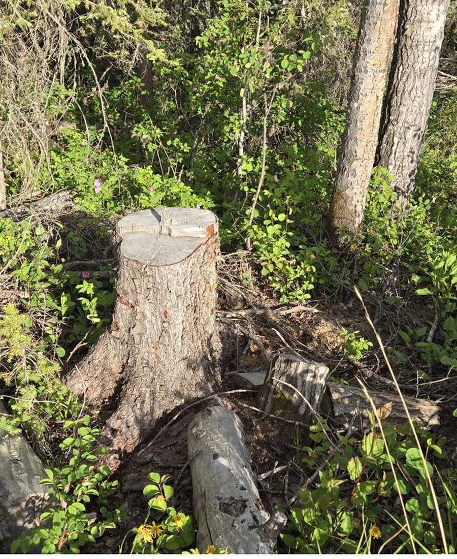 Weathered stump with returning growth
